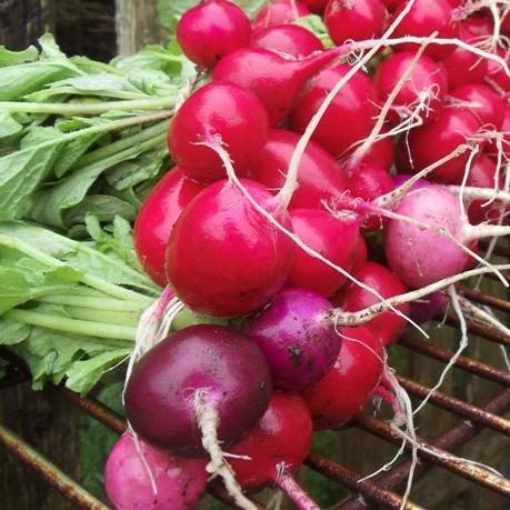 seedtospoonfarm's profile picture. Growing great veggies on our small farm in Portugal Cove, NL