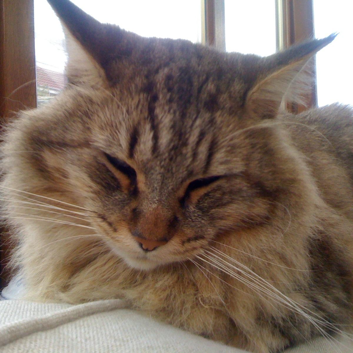 I'm Sprite, although I'm a cat people think I'm more dog like. I am a truly polydactyl cat. Yes I do have thumbs!