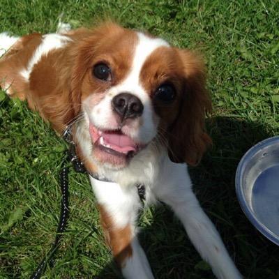 Adorable King Charles Cavalier who's spoilt rotten by my wonderful mommy and daddy. I'm also a toy, nap, and cheese enthusiast.