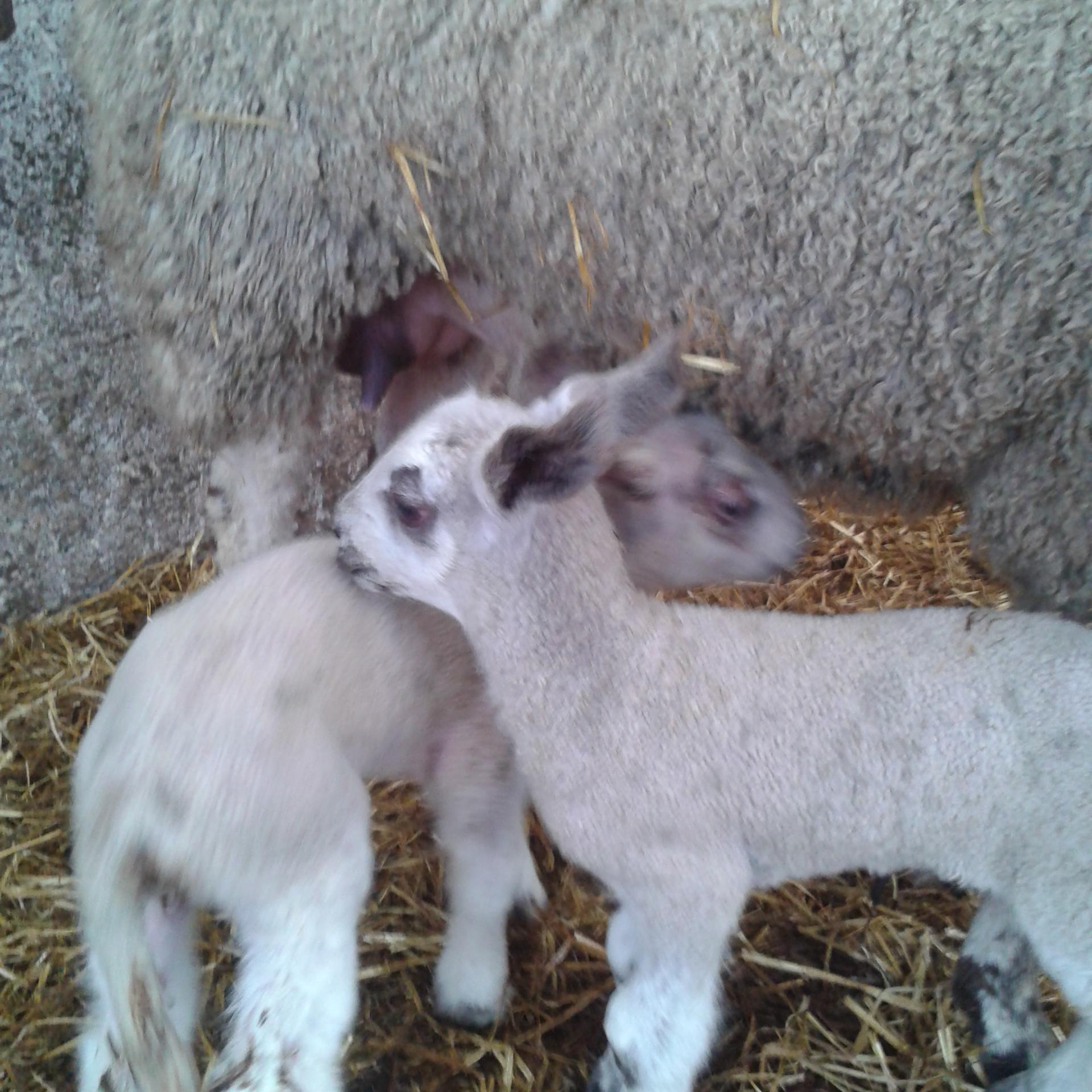 Working on our family farm producing dairy cows for milk and breeding, sheep for breeding stock and lambs for the table, red deer for venison production