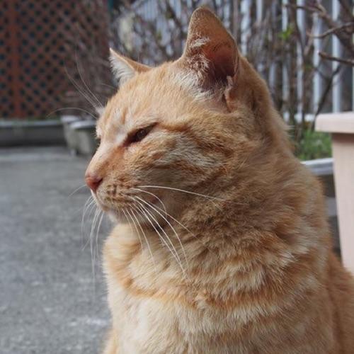 Engineer [Keywords: Cats／Photography／Cooking／Motorcycles R&D］