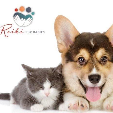 Usui Reiki Master, holistic health pets, healing for animals, https://t.co/10DluufYi7