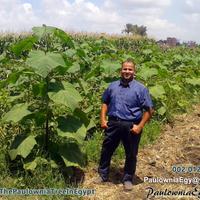 Paulownia Egypt (@paulowniaegypt) 's Twitter Profile