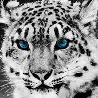 Dominik Mavric (@mavricdominik) 's Twitter Profile