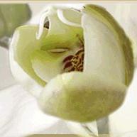 Institut_Sens's profile picture. Körperorientierte Psychotherapie und Bewegungspädagogik nach der Franklin-Methode,