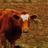 Utstarman's profile image