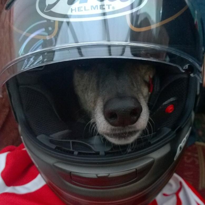 Car & (ex) cycle racer. Greyhounds; watches; rides push-bikes & a Ducati; housing. Rare spinal injury. Fundraise to help others and raise awareness of TM ⛰️🚵♿