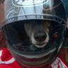 feckingpsycho's profile picture. Car & (ex) cycle racer. Greyhounds; watches; rides push-bikes & a Ducati; housing. Rare spinal injury. Fundraise to help others and raise awareness of TM ⛰️🚵♿