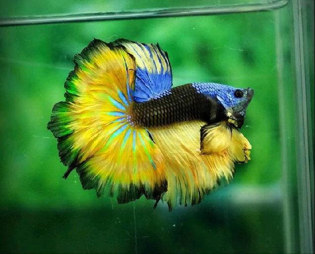 (Betta Baby Quality) Pecinta ikan cupang Info. Cp:089628422155 Pin:51F4D75B