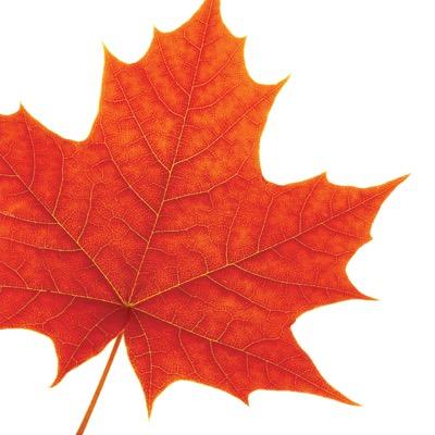 Laurier Kinesiology Profile