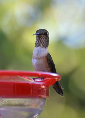 Librarian, birder, smart aleck