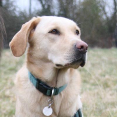 Home boarding for dogs, doggie day care, pet sitter, dog walking, pet care