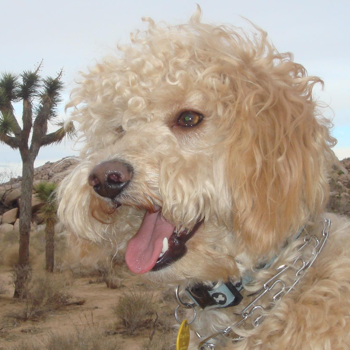 Dogs enhance Humanity.