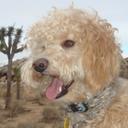 Andy Gibbs @FidoTek™ - @FidoTekTM - Twitter