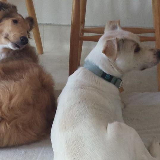 We are 2 dogs that love to play and get into trouble. We love our family, and let them post on our account sometimes. Visit our blog for more stories about us!