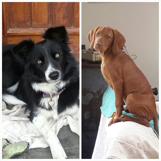 Dos pícaras sinvergüenzas.