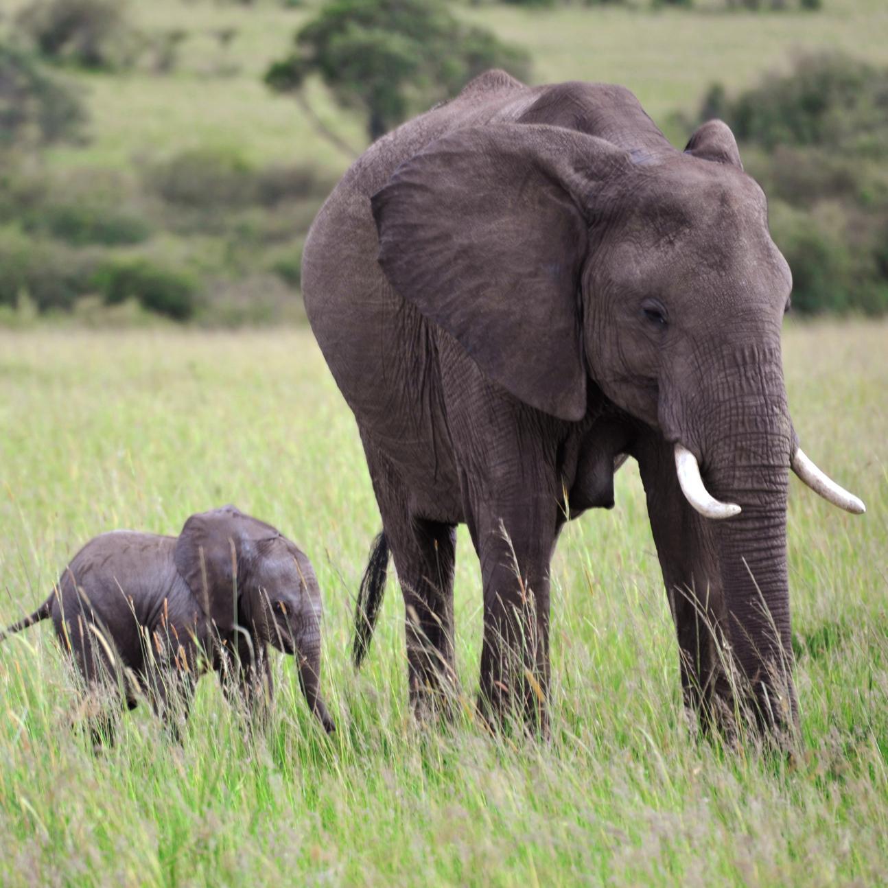 Journalist interested in corruption, environmental issues and animal protection.