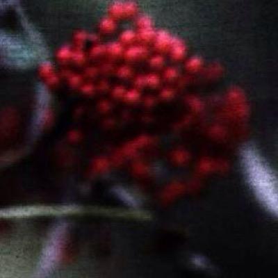 FreeBirdInFire's profile picture. #directioner #сериальныйзадрот #книголюб #дивергент #меломан