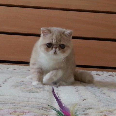 ALUNA Cattery
Exotic shorthairs breed.
Занимаюсь разведением племенных кошек.