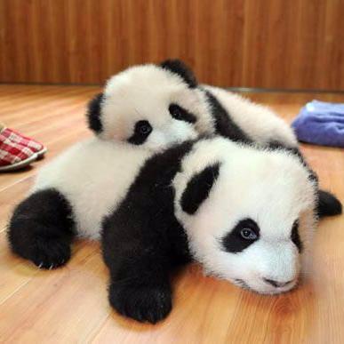 定期的に動物たちの癒され画像を配信します★待ち受け画像にもできちゃいます(^｡^)