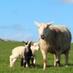 NewgrangeFarm (@newgrangefarm) Twitter profile photo