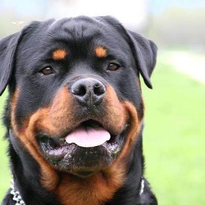 RottweilerDave's profile picture. Dave the rottweiler. Member of the Malones. From the hit tv series Gogglebox. #Woof parody account