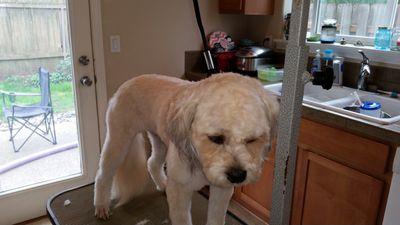 Stopandgopet's profile picture. Stop And Go Pet Care is a one of a kind business.  Stop And Go comes to your home and helps you with most of your pets needs.  Such as grooming,  visitation etc