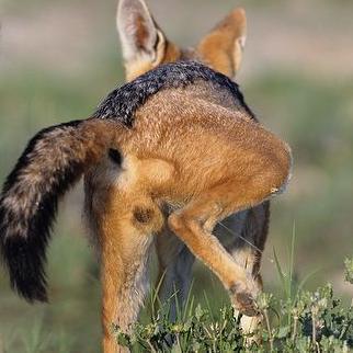 AD account here. =3  ~NSFW~ dicks, butts, entirely gay stuff n' things to cum... ζ Will not add without zeta, unless I know you ζ