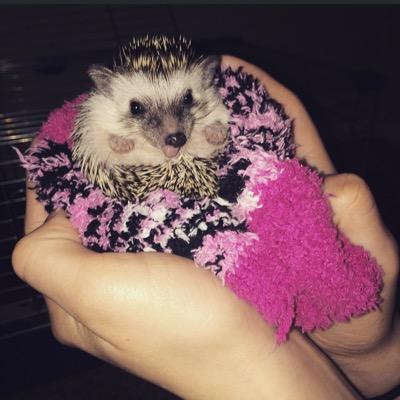you are in the brain of a hedgehog