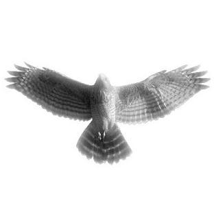 RaptorGirl07's profile picture. ((#tswrp #hivehum #ic))