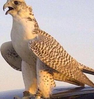 ‏‏‏‏مهنتي مهنة الشرف اللهم صي
 وسلم على نبينا محمد وعلى آله وصحبه أجمعين (ممرض)
(سبحان الرزاق ذو القوة المتين)
