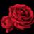 dcat77's profile image