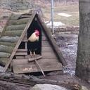 Rene Hanson - @hanson_rene - Twitter