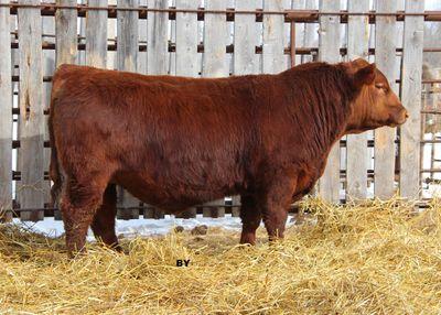 Emmatt Creek Ranch - Red Angus