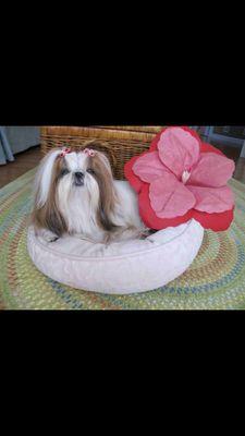 SakuraAlcantara's profile picture. Cutie,Mama's girl,always naughty,stuff toy lover,shih tzu