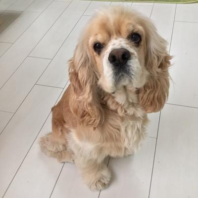 #アメリカンコッカー#犬好き#犬#コッカー