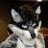 dan_raccoon's profile image