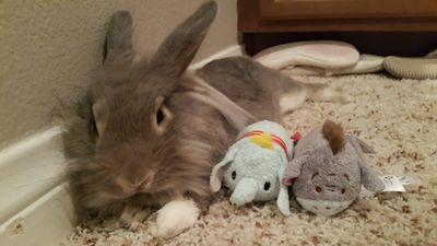 My life with my bunny Gandalf