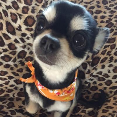 三歳のオス♂のチワワの動画をYouTubeにアップしてます！（ I'm posting the male ♂ of Chihuahua videos three -year-old to YouTube!）https://t.co/J5lIDyZnuu