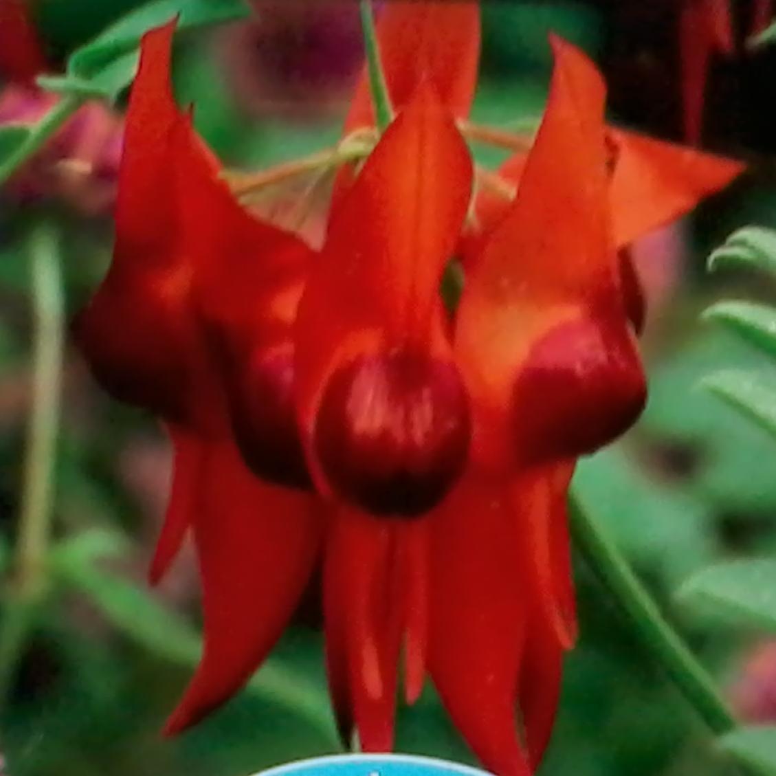 neverfail888's profile picture. Male professor, doctor, seeking ladies for sex. 澳洲极度反差男，教授医生科学家，性瘾重，喜好聊骚嫖娼召妓, 尊重性工作者, 酷爱舌吻裸吹舔屄喝圣水裸肏中出双飞3P。性病筛选8项检查結果全部阴性 (爱滋B/C肝炎疱疹梅毒淋病衣原体支原体)，可私信聊骚，可找我来玩儿。