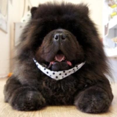 ケンケンさんのプロフィール画像