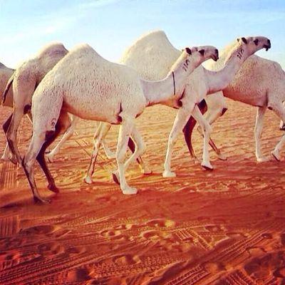 ‏
الأماني كبيـره و السعـادة طموح .. 
والعوض عند ربي : دام ربي كريم