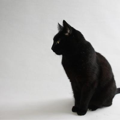 leszanimaux's profile picture. Antispéciste et fière de l'être, je défends les droits des animaux! Unissons-nous pour être leurs voix et dirigeons nous vers un monde meilleur à leurs côtés...
