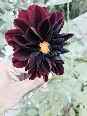 tsbabar's profile picture. You won't understand.