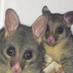 unique animal bags (@uniqueanimalbag) Twitter profile photo