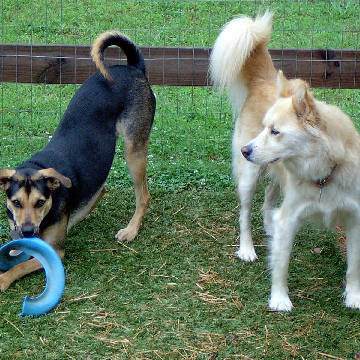 Networking for the love, smiles, companionship of Dogs. Life is not complete without the happiness of god's gift - love a dog today! Rover's Volunteer!