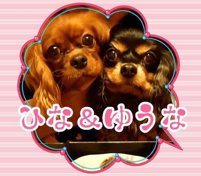 キャバリア好き🥰

愛犬：陽菜（通称ひなちん）2011.4.27生まれ2024.8.24🌈

優菜（ゆうな）2003.9.13生まれ 2017.12.28🌈