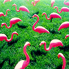 HAPPY2BFREE's profile picture. I am the pink flamingo on the green lawn of life!
