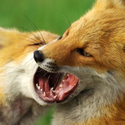たま