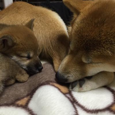 野球だけのつもりが、劇団四季のパリの地下室で沼入り…。 無言フォロー失礼します。柴犬も飼ってます。🎭